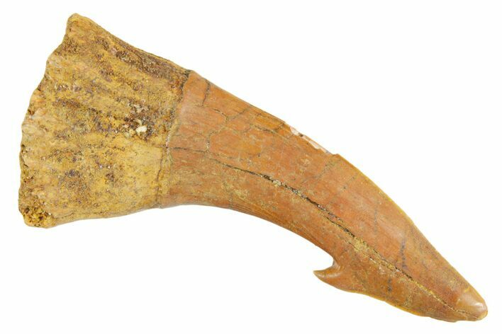 Fossil Sawfish (Onchopristis) Rostral Barb - Morocco #356422